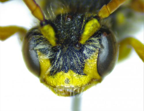 Nomada goodeniana